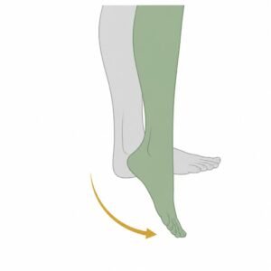 Ankle Plantarflexion movement illustration