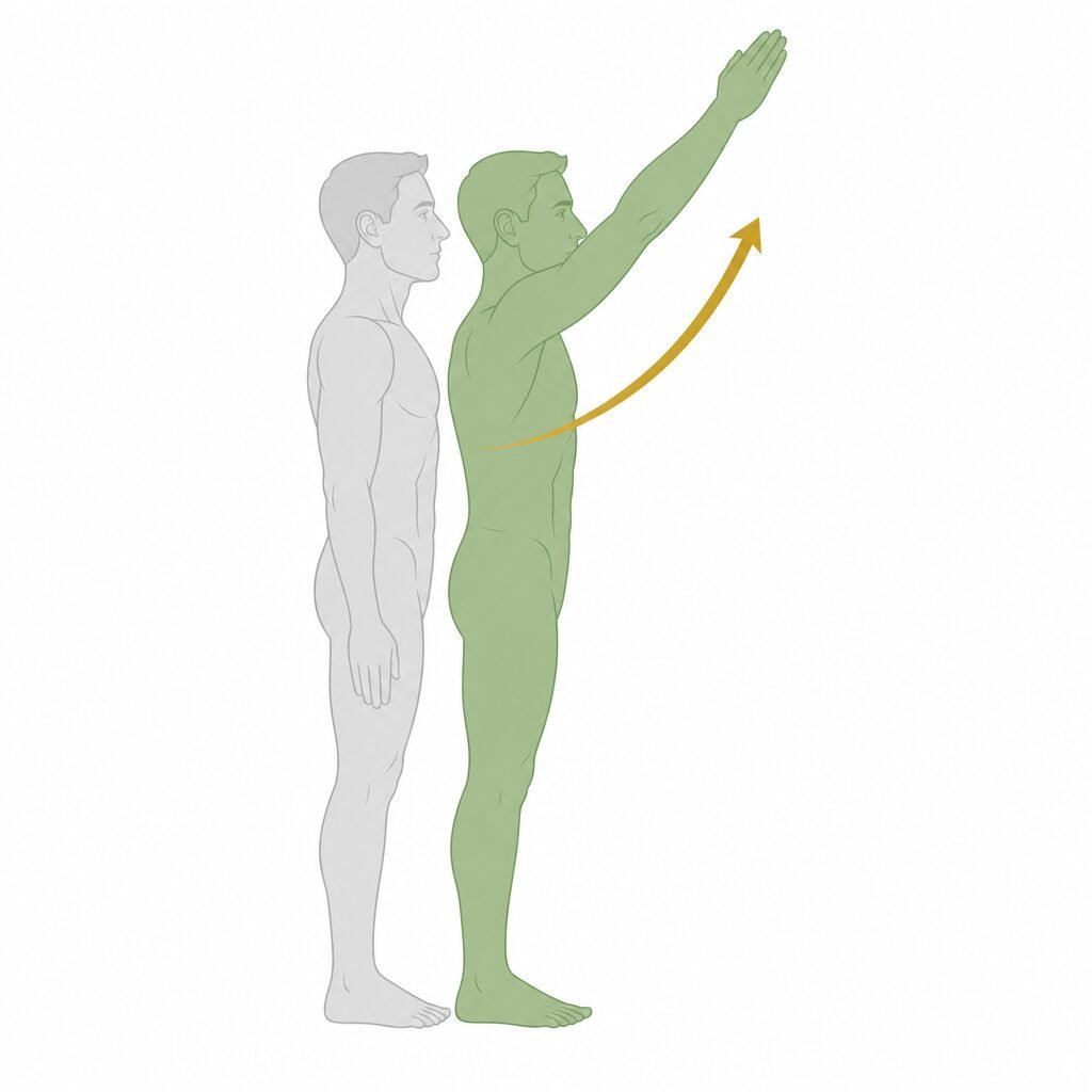 Shoulder Flexion movement illustration