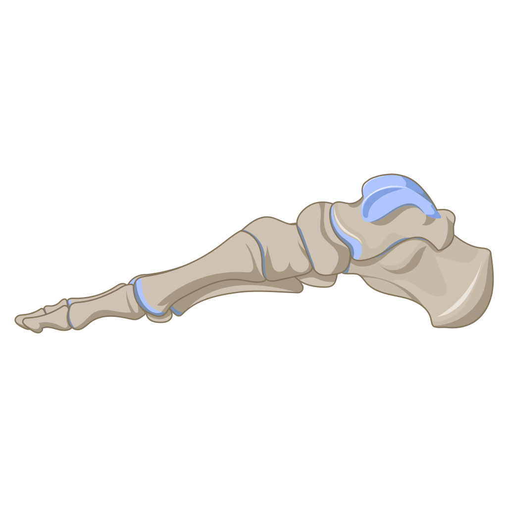 Medial view of the bones of the right foot — first metatarsal and hallux