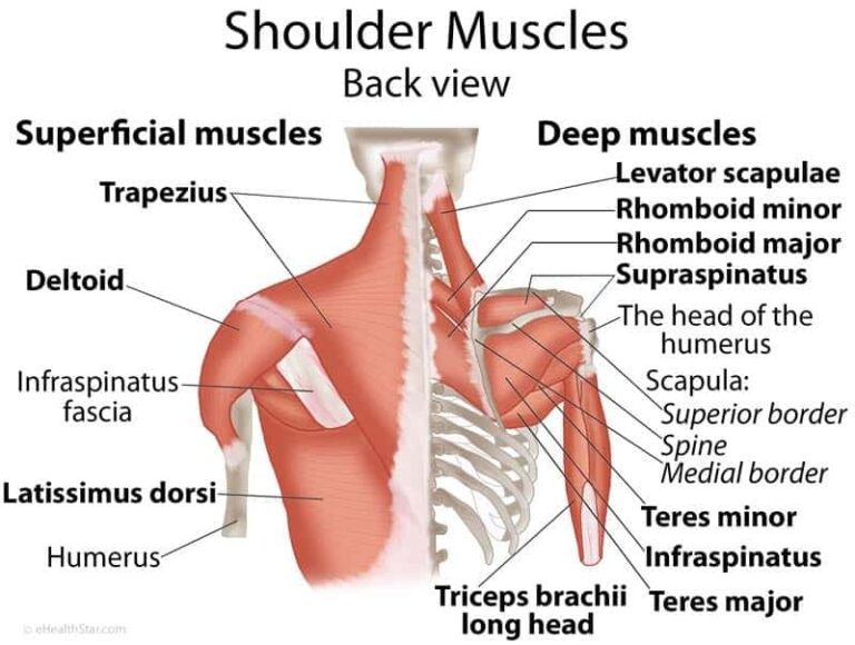 Shoulder External Rotation Axials