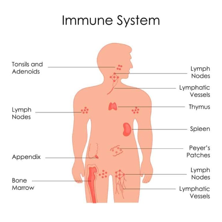 Immune System