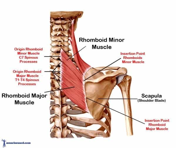 Shoulder Protraction PAILS & RAILS