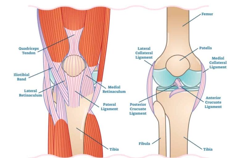 Knee Joint Range Conditioning