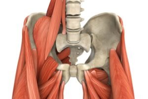 Human hip musculature anatomy illustration.