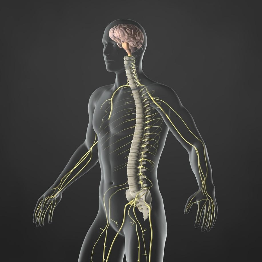 Nervous System Overview