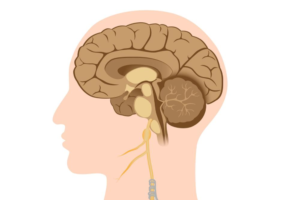 The Vagus Nerve