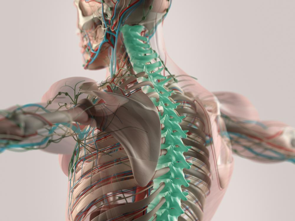 Functions of the Spine, Spinal Curves & Spinal Cord