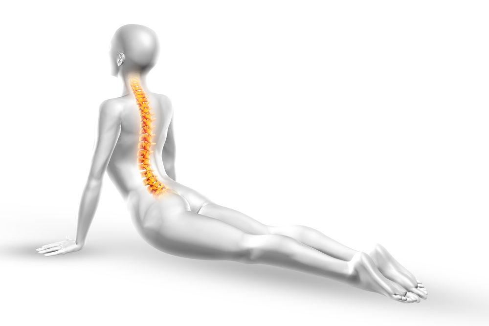 Anatomy of the Spine: Spinal Regions & Vertebrae