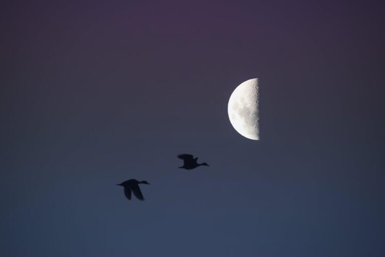 Third Quarter Moon