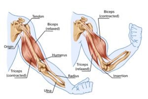 Muscle Pairs in Movement Agonist / Antagonist Relationship