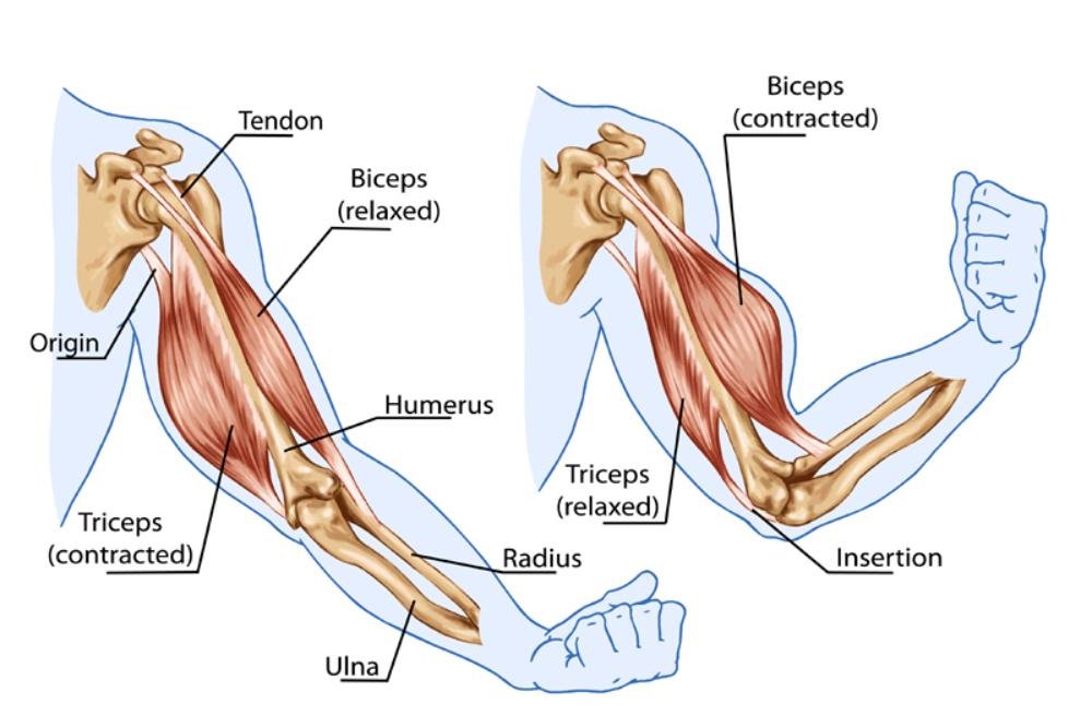 Muscle Pairs in Movement Agonist / Antagonist Relationship