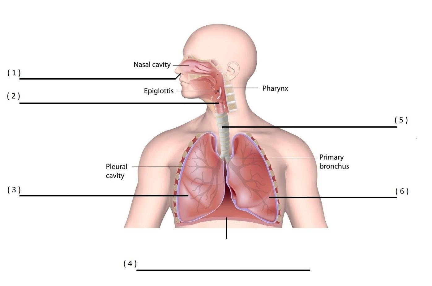 Anatomy & Biomechanics Quizzes