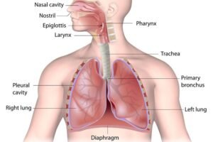 Respiratory Anatomy Part 1 – Introduction