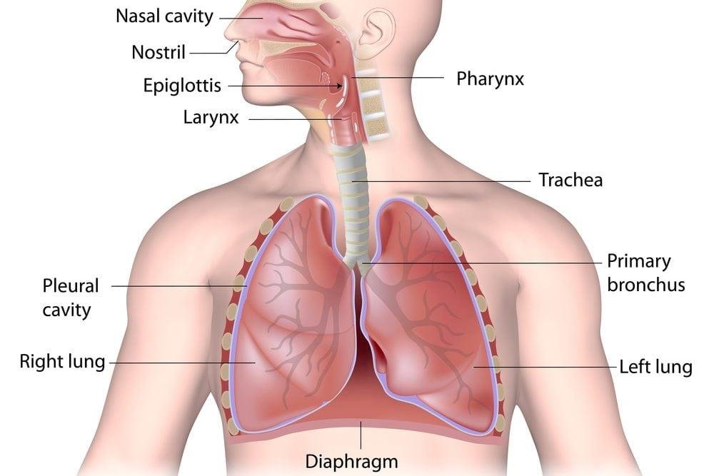 Respiratory Anatomy Part 1 – Introduction