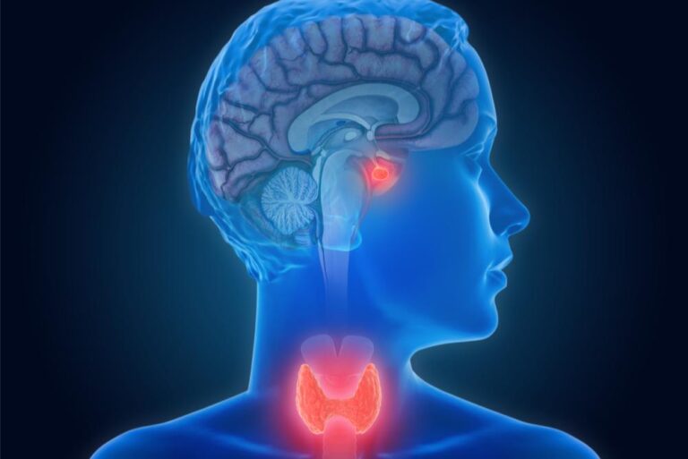The Endocrine System