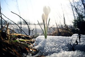 Imbolc / Candlemas / St. Brigid’s Day