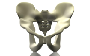 3D model of human pelvic bones displaying structure and anatomy.