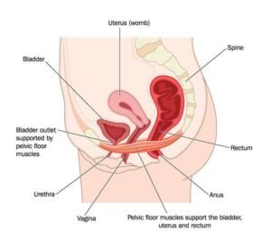 Anatomy of the pelvic floor and its support for organs like the bladder and uterus.
