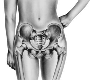 Anatomical illustration of the pelvic girdle, pelvis, and hips.