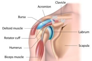 Anatomy of the shoulder girdle and its key components.