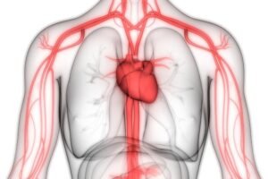 Circulatory system anatomy featuring the heart and lungs with blood vessels.