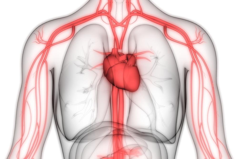 Circulatory system anatomy featuring the heart and lungs with blood vessels.