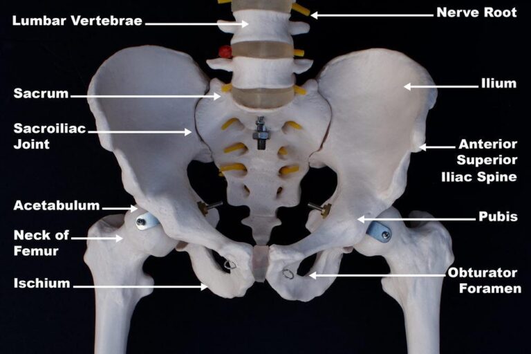 Sacroiliac / SI Joints Anatomy, Pain & Issues
