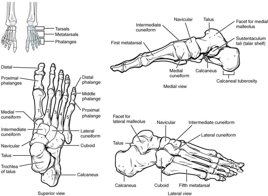Bones of the foot — phalanges, metatarsals, sesamoids labeled