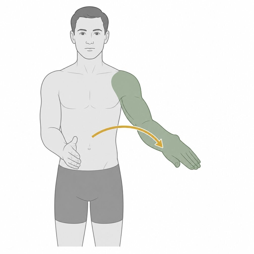 Elbow Pronation movement illustration