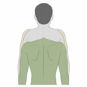 Shoulder Depression movement illustration