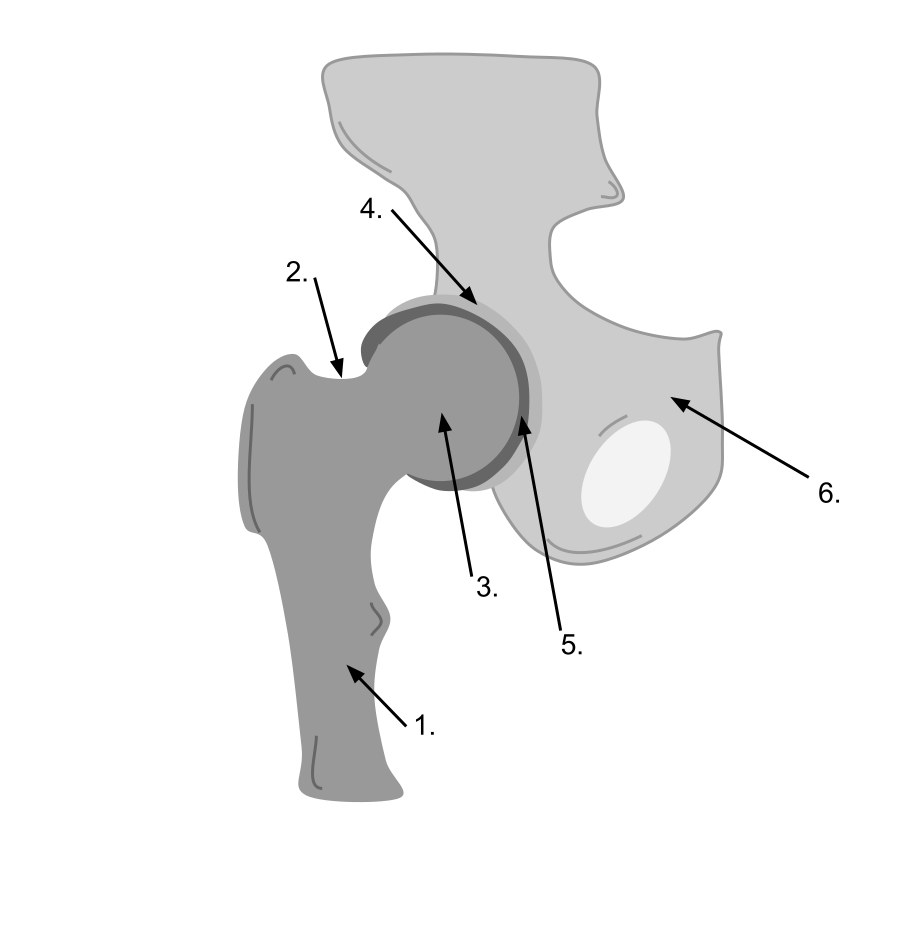 Ball-and-socket joint diagram of the hip