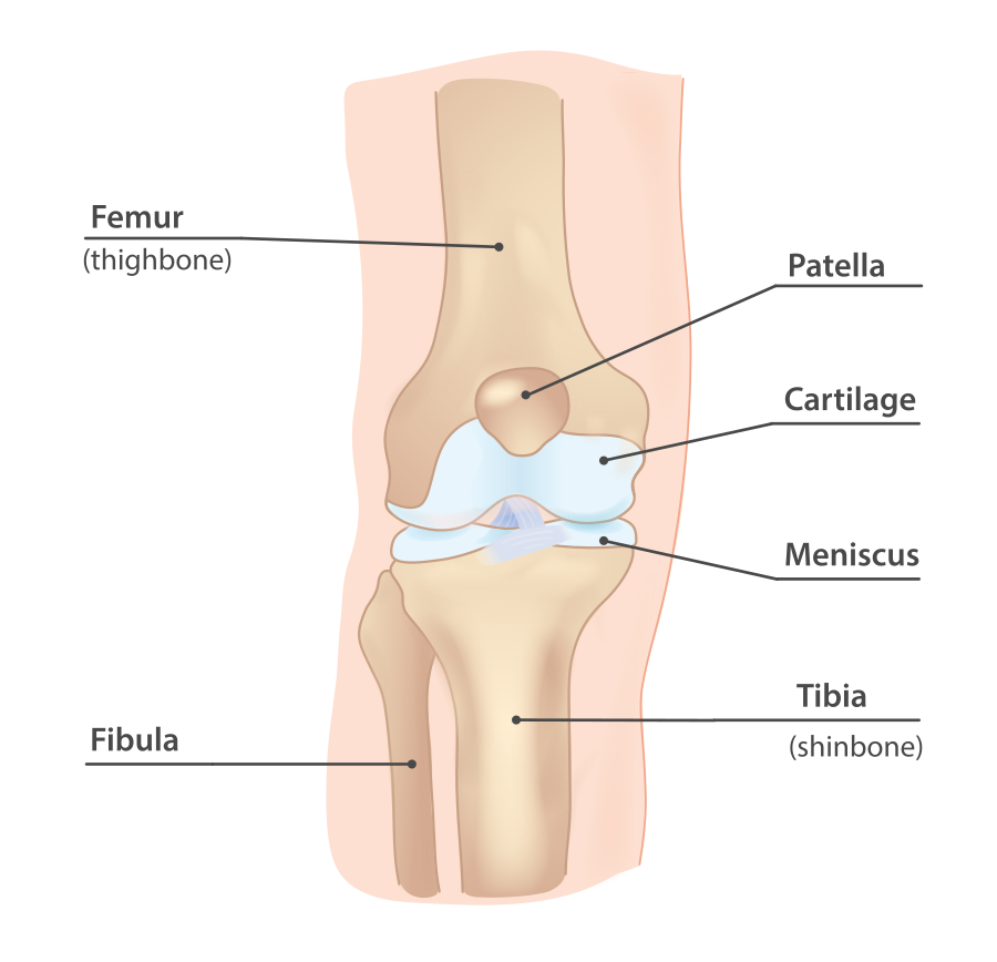 Knee joint anatomy — tibiofemoral with ligaments, menisci, patella