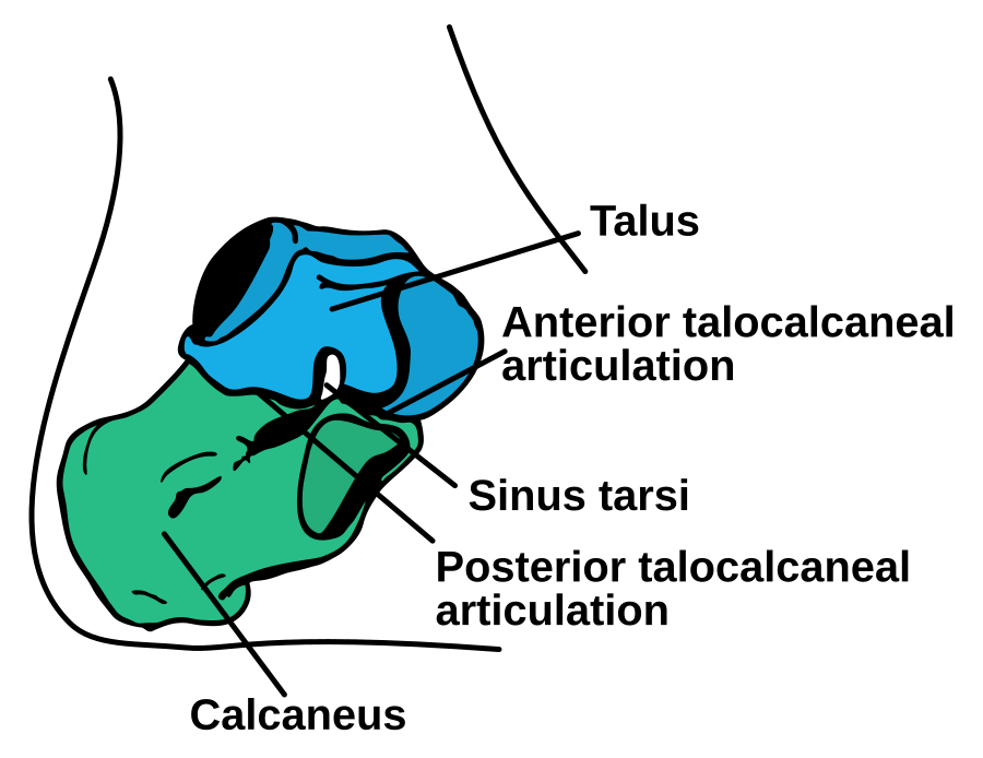 Subtalar joint (talus on calcaneus) — the side-to-side action of the ankle