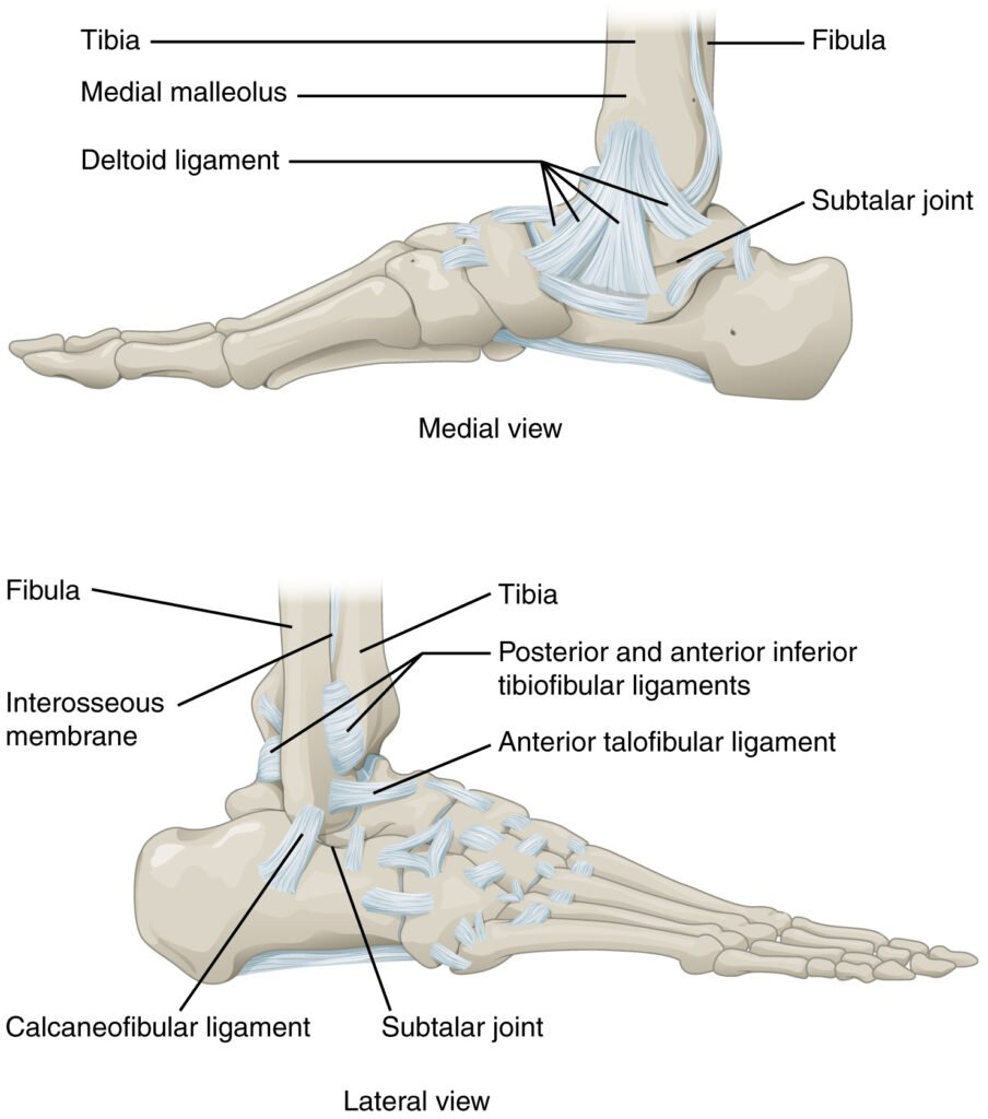 Ankle and foot joints — talocrural and subtalar joints labeled