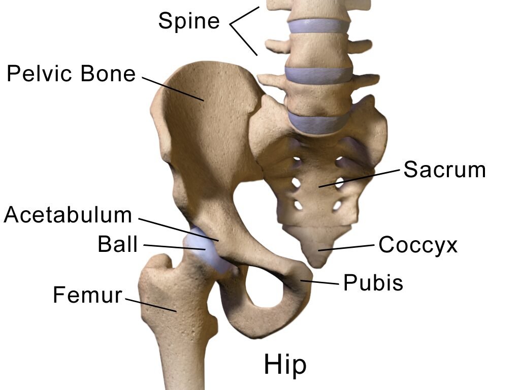 Hip joint anatomy — femoral head in the acetabulum, ball-and-socket