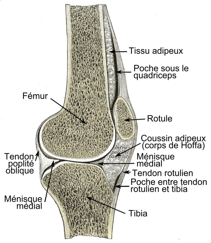 Sagittal cross-section of the knee (Gray plate 350)
