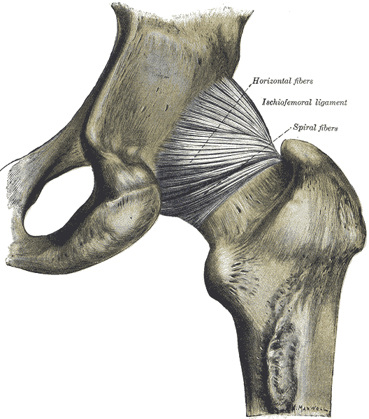 Gray's Anatomy plate 340 — capsule of the hip-joint, anterior view