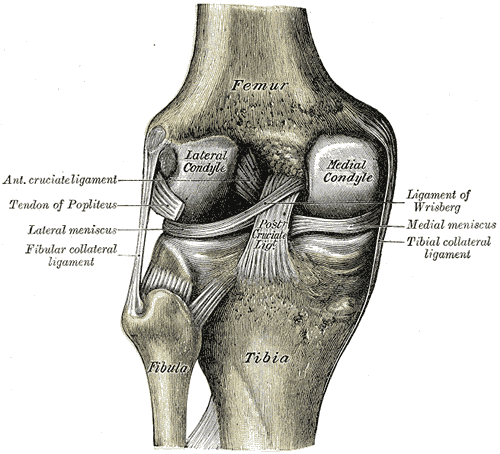 Gray's Anatomy plate 348 — right knee in extension, posterior view