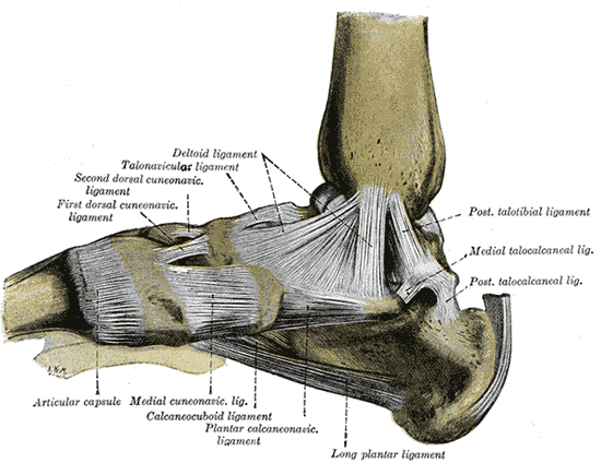 Gray's Anatomy plate 354 — bones of the right foot, dorsal surface