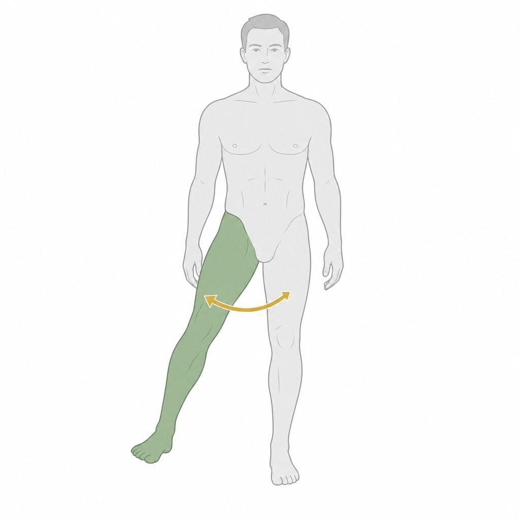 Hip External Rotation movement illustration