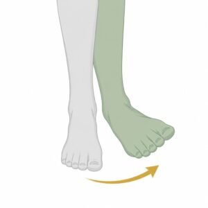Ankle Eversion movement illustration