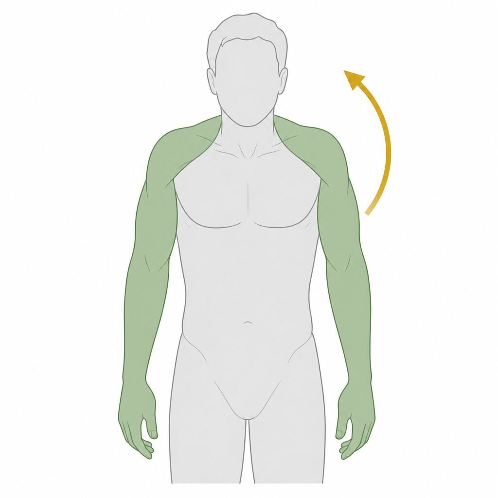 Shoulder Elevation movement illustration