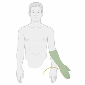 Wrist Joint Radial Deviation movement illustration