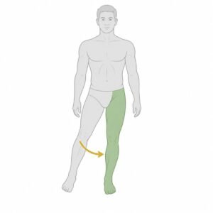 Hip Adduction movement illustration